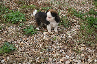 Les chiots de Chihuahua