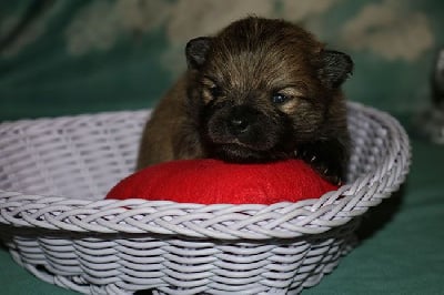 Les chiots de Spitz allemand