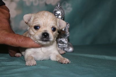 Les chiots de Chihuahua