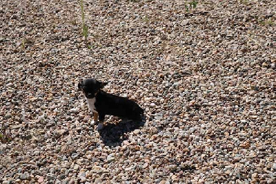 Les chiots de Chihuahua