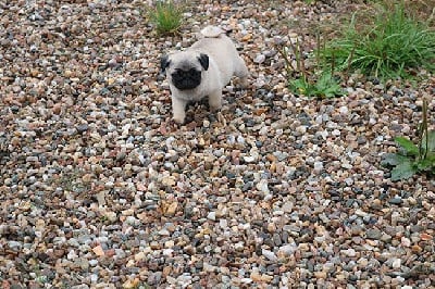 Les chiots de Carlin