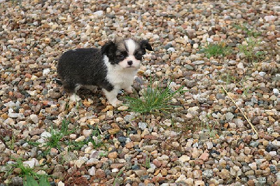 Les chiots de Chihuahua