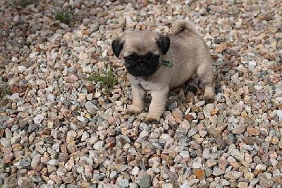 Les chiots de Carlin