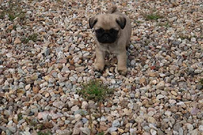 Les chiots de Carlin