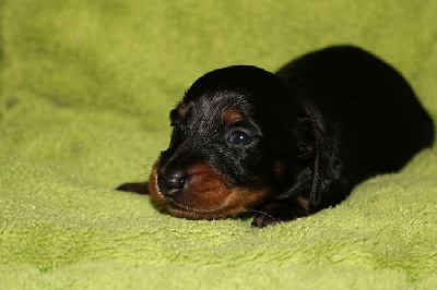 Les chiots de Teckel poil long