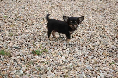 Les chiots de Chihuahua