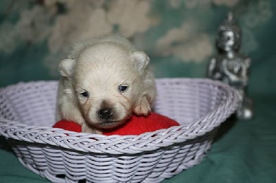 Les chiots de Spitz allemand