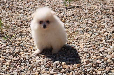 Les chiots de Spitz allemand