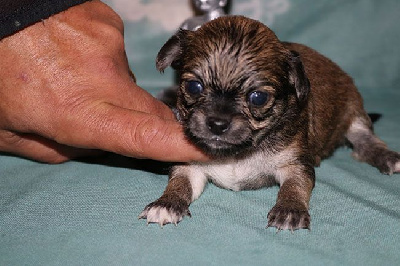 Les chiots de Chihuahua