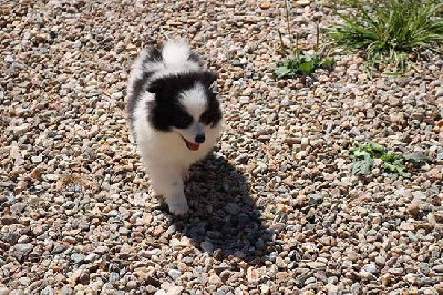 Les chiots de Spitz allemand