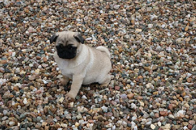 Les chiots de Carlin