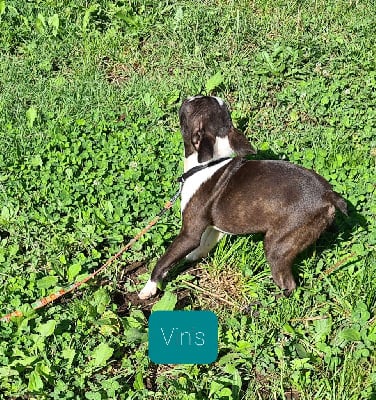 Les chiots de Boston Terrier