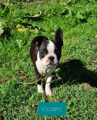 Les chiots de Boston Terrier