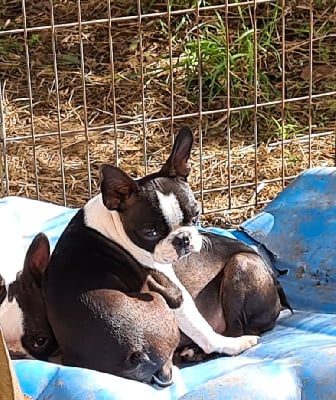 Les chiots de Boston Terrier