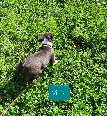 Vin's - Boston Terrier