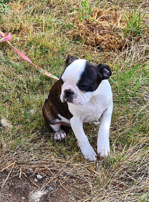 Les chiots de Boston Terrier