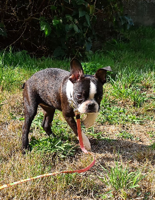 Les chiots de Boston Terrier