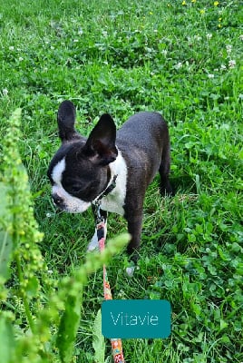 Les chiots de Boston Terrier