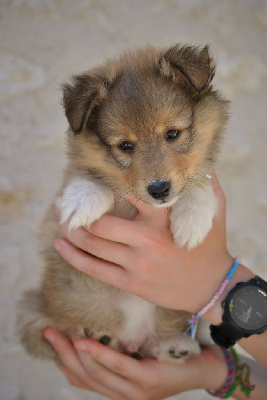 Les chiots de Shetland Sheepdog