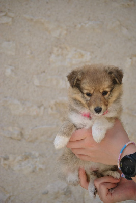 Les chiots de Shetland Sheepdog