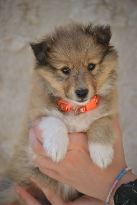 Les chiots de Shetland Sheepdog