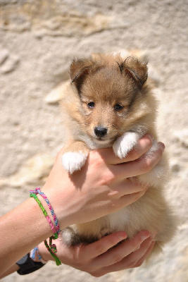 Les chiots de Shetland Sheepdog