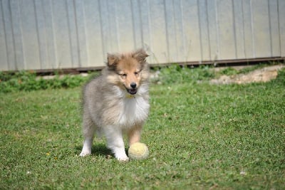 Les chiots de Shetland Sheepdog