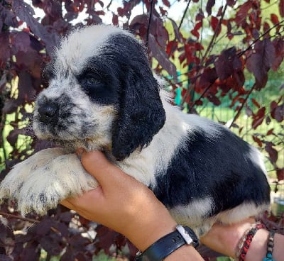 CHIOT - Cocker Spaniel Anglais