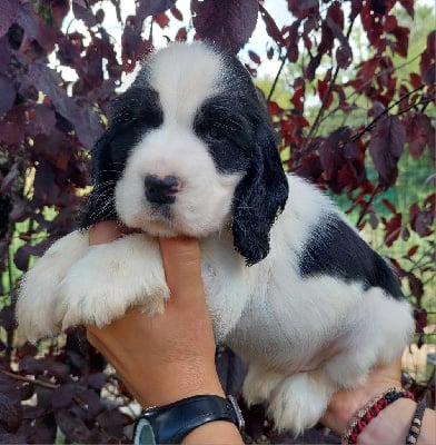 Les chiots de Cocker Spaniel Anglais