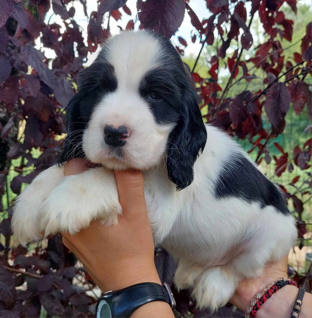 CHIOT - Cocker Spaniel Anglais