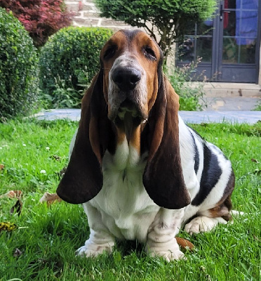 Les chiots de Basset Hound