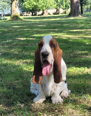 Les chiots de Basset Hound