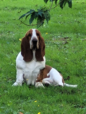 Les chiots de Basset Hound