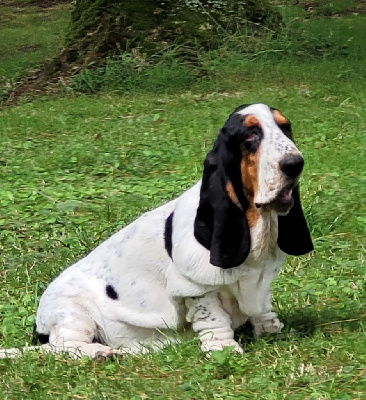 Les chiots de Basset Hound