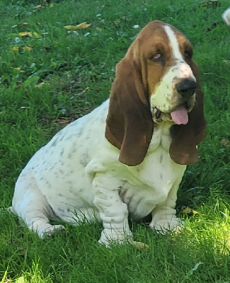 Les chiots de Basset Hound