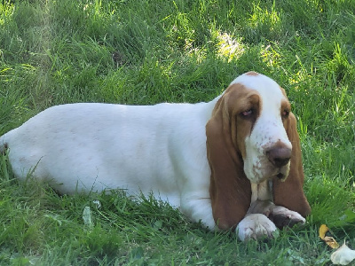 Les chiots de Basset Hound