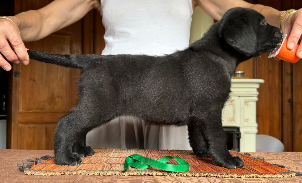 CHIOT 5 - Labrador Retriever