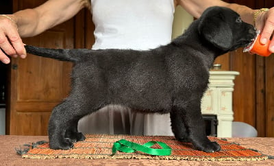 CHIOT 5 - Labrador Retriever