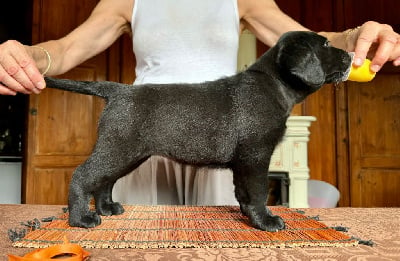 Les chiots de Labrador Retriever