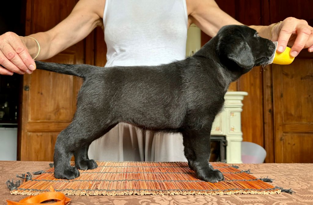 CHIOT 7 - Labrador Retriever