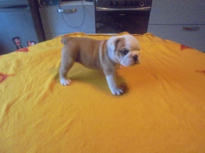 Les chiots de Bulldog Anglais