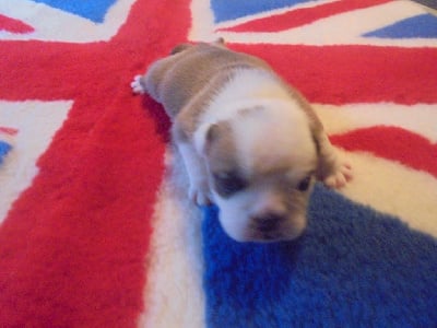 Les chiots de Bulldog Anglais