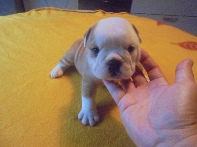 Les chiots de Bulldog Anglais