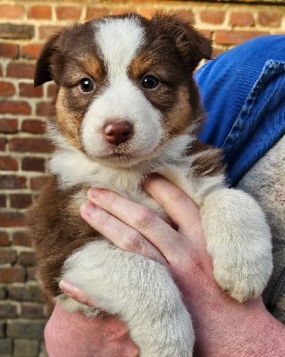 Les chiots de Berger Australien