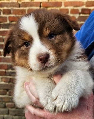 Les chiots de Berger Australien