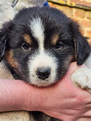 Les chiots de Berger Australien