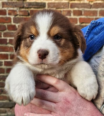 Les chiots de Berger Australien