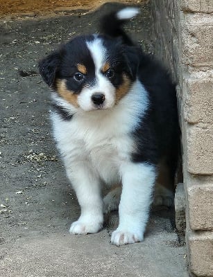 Les chiots de Berger Australien