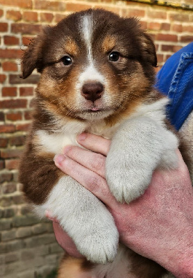 Les chiots de Berger Australien