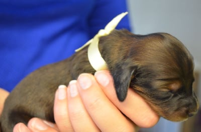 Les chiots de Teckel poil long